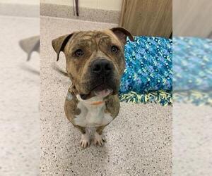 American Bulldog Dogs for adoption in Brighton, CO, USA