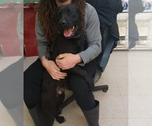 Labrador Retriever-Unknown Mix Dogs for adoption in Franklin, North Carolina, NC, USA