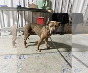 Mutt Dogs for adoption in Bakersfield, CA, USA