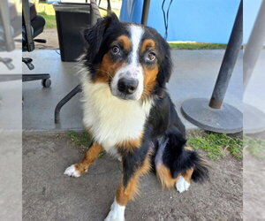 Australian Shepherd-Unknown Mix Dogs for adoption in Long Beach, CA, USA