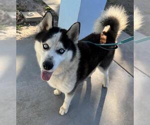 Siberian Husky Dogs for adoption in Palmetto, FL, USA