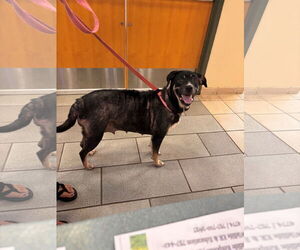 Labrador Retriever-Unknown Mix Dogs for adoption in Virginia Beach, VA, USA