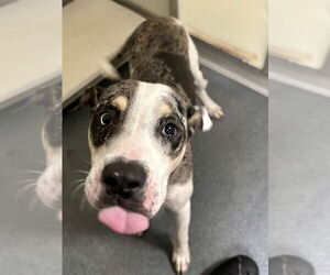 Catahoula Leopard Dog Dogs for adoption in Glen Allen, VA, USA