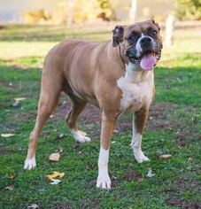 Boxer Dogs for adoption in Dellslow, WV, USA