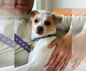 Jack Russell Terrier Dogs for adoption in Stephens City, VA, USA