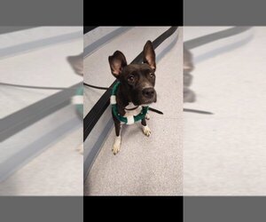 Bulldog Dogs for adoption in Toronto, Ontario, Canada