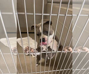 American Bulldog-Unknown Mix Dogs for adoption in Virginia Beach, VA, USA