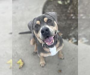 American Pit Bull Terrier-Unknown Mix Dogs for adoption in Chula Vista, CA, USA
