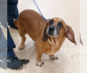 Basset Hound-Unknown Mix Dogs for adoption in Covington, LA, USA