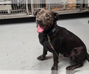 Labrador Retriever-Unknown Mix Dogs for adoption in Ocala, FL, USA