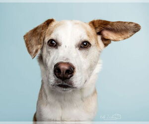 Golden Labrador Dogs for adoption in Aurora, CO, USA