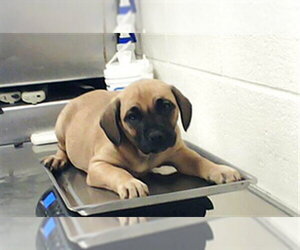 Labrador Retriever Dogs for adoption in Fayetteville, NC, USA
