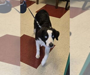 Border Collie-Unknown Mix Dogs for adoption in Plano, TX, USA