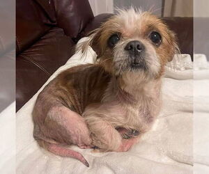 Shih Tzu Dogs for adoption in Benton, LA, USA