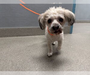 Poodle (Miniature)-Unknown Mix Dogs for adoption in Las Vegas, NV, USA