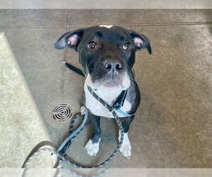 Labrador Retriever-Unknown Mix Dogs for adoption in Tavares, FL, USA