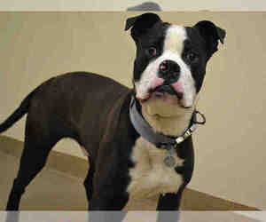 American Bulldog Dogs for adoption in Aurora, CO, USA