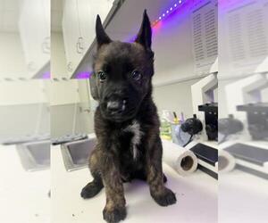 German Shepherd Dog-Unknown Mix Dogs for adoption in Rosenberg, TX, USA