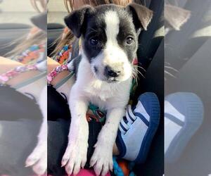 American Pit Bull Terrier-Border Collie Mix Dogs for adoption in Fort Collins, CO, USA