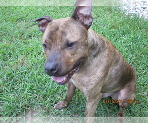 American Pit Bull Terrier Dogs for adoption in Ashland, VA, USA