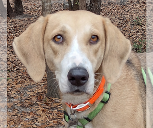 Treeing Walker Coonhound Dogs for adoption in Camden, SC, USA
