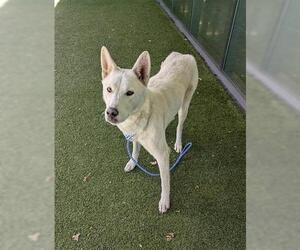 Siberian Husky Dogs for adoption in San Martin, CA, USA