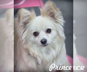 Medium Photo #1 Pomeranian Puppy For Sale in Chino Hills, CA, USA