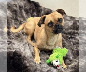 Pug-Unknown Mix Dogs for adoption in Rohnert Park, CA, USA
