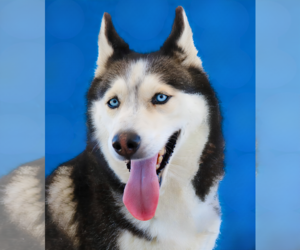 Siberian Husky Dogs for adoption in Pasadena, CA, USA
