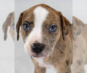 Bulldog-Unknown Mix Dogs for adoption in Kennesaw, GA, USA