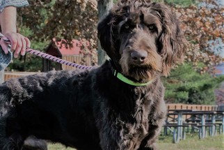 Labradoodle Dogs for adoption in Bridgewater, NJ, USA