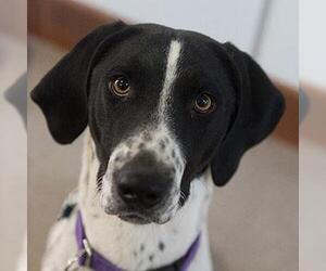 Pointer Dogs for adoption in Kanab, UT, USA