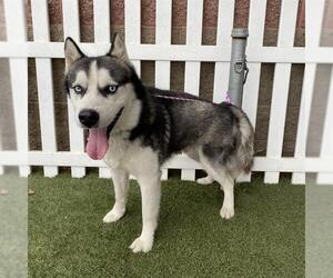 Siberian Husky Dogs for adoption in Modesto, CA, USA