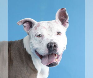 American Pit Bull Terrier Dogs for adoption in Pasadena, CA, USA