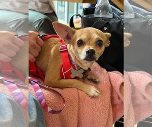 Chihuahua-Unknown Mix Dogs for adoption in Holly Springs, NC, USA