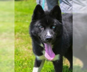 Mutt Dogs for adoption in Glen Allen, VA, USA