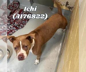 American Pit Bull Terrier-Unknown Mix Dogs for adoption in Tulsa, OK, USA