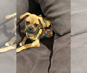 Medium Photo #3 Pug-Unknown Mix Puppy For Sale in Morganville, NJ, USA
