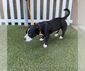 American Pit Bull Terrier-Unknown Mix Dogs for adoption in Modesto, CA, USA