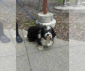 Mutt Dogs for adoption in Upland, CA, USA