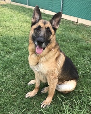 German Shepherd Dog-Unknown Mix Dogs for adoption in Corning, CA, USA