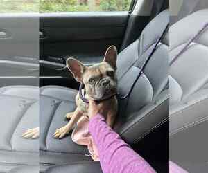 French Bulldog Dogs for adoption in Spring Lake, NJ, USA