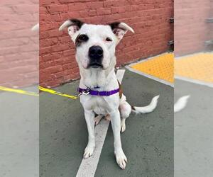 Border Collie-Unknown Mix Dogs for adoption in San Francisco, CA, USA