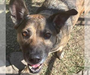 German Shepherd Dog-Unknown Mix Dogs for adoption in Tulsa, OK, USA