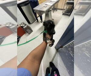 American Pit Bull Terrier Dogs for adoption in Augusta, GA, USA