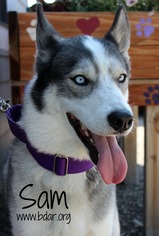 Alaskan Husky Dogs for adoption in Cheyenne, WY, USA