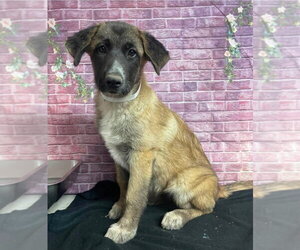 Anatolian Shepherd-Saint Bernard Mix Dogs for adoption in Lakewood, CO, USA