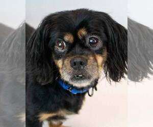 Pekingese-Spaniel Mix Dogs for adoption in Kennesaw, GA, USA