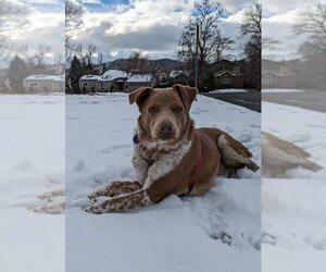 Mutt Dogs for adoption in Winter Park, CO, USA