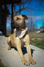 Black Mouth Cur Dogs for adoption in Doylestown, PA, USA